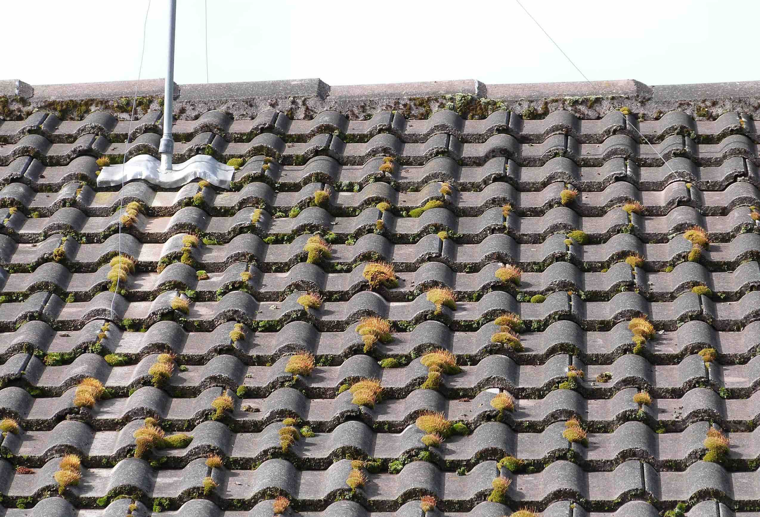 Before roof cleaning